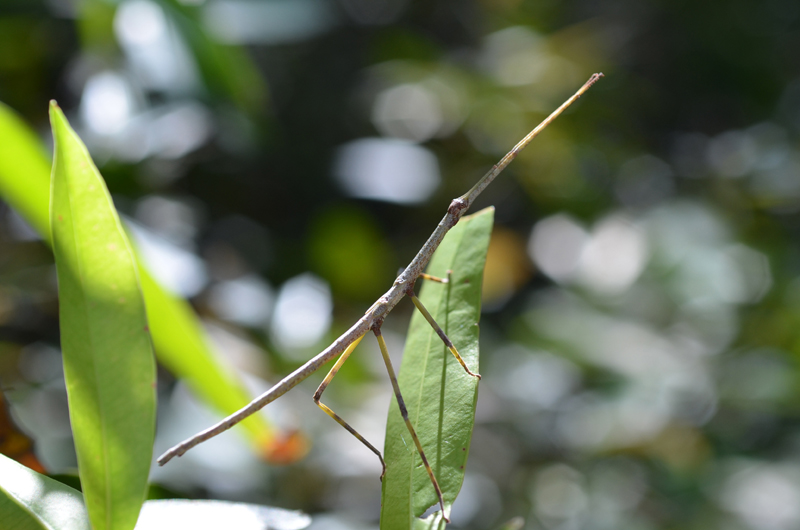 Stick Insect