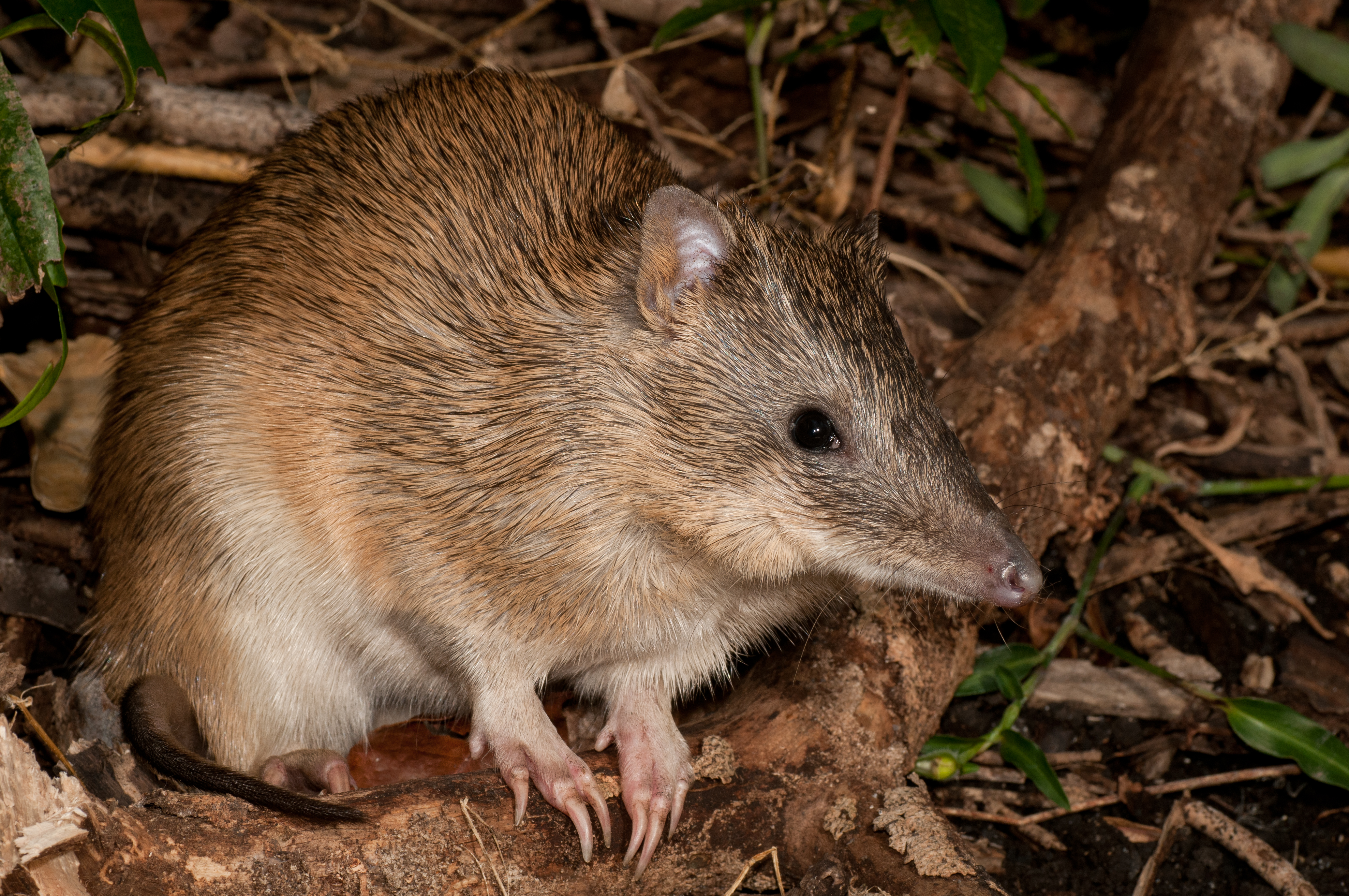Bandicoot, Northern Brown