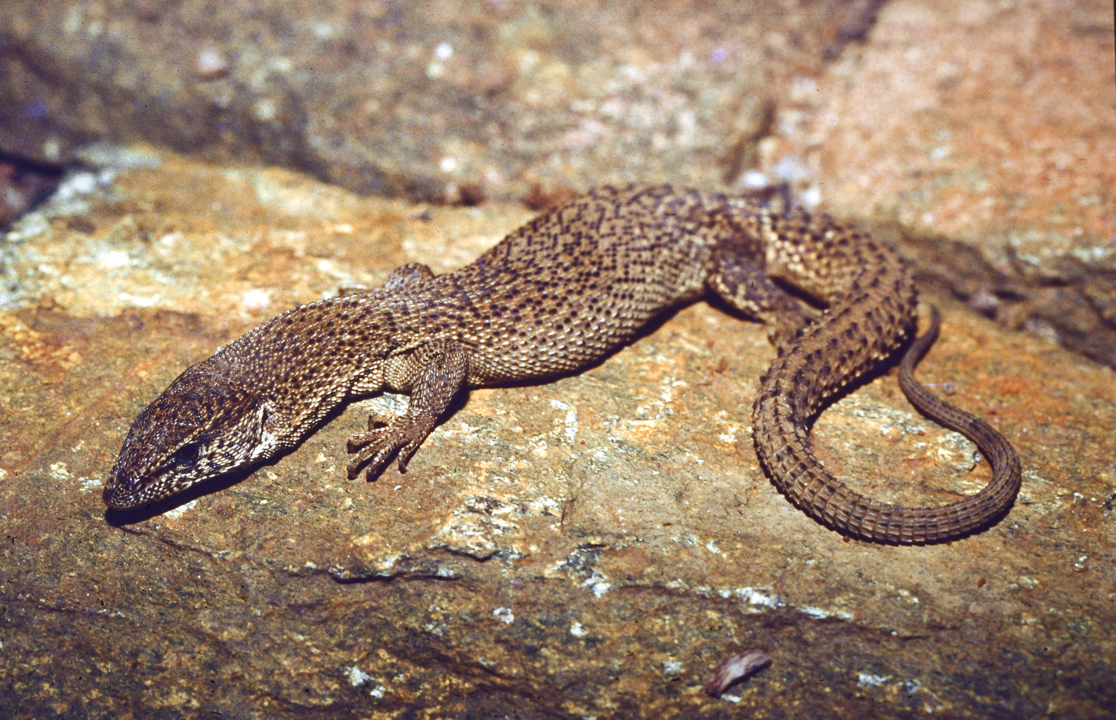 Goanna, Northern Ridge-Tailed