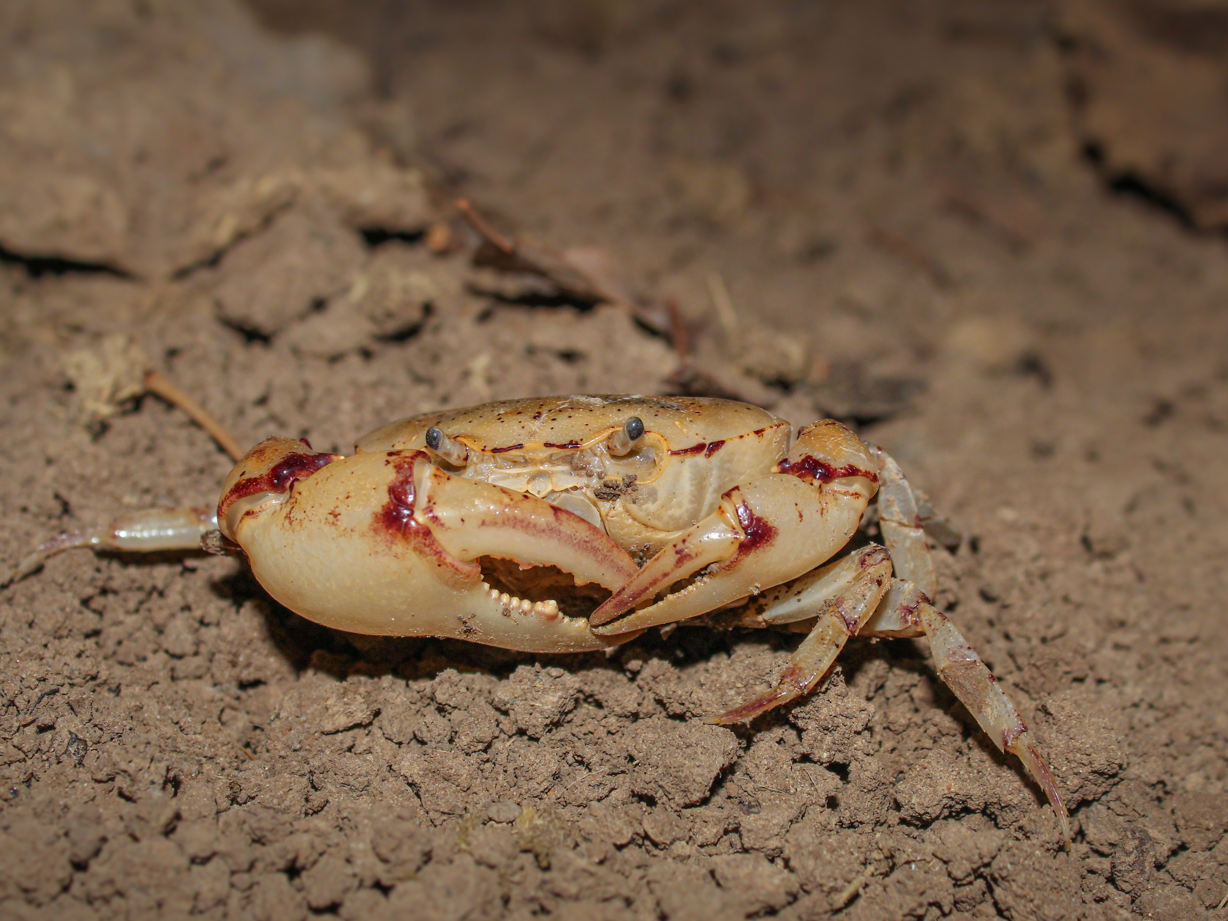 Crab, Freshwater