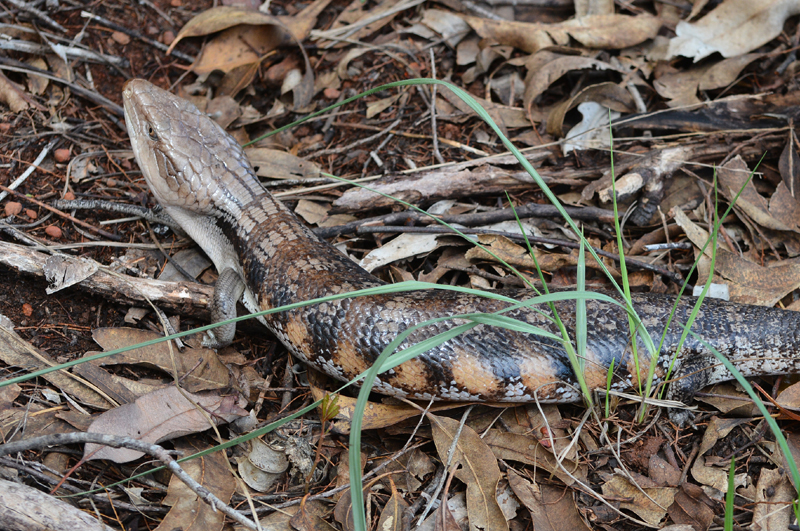 Lizard, Northern Blue-tongued