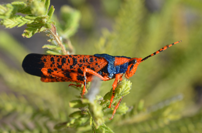 Grasshopper, Leichhardt