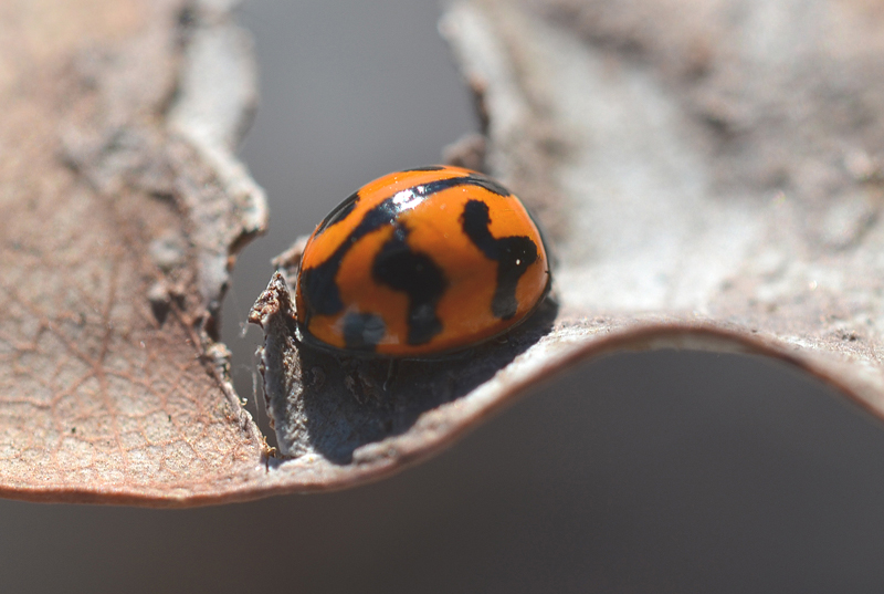 Beetle, Ladybird