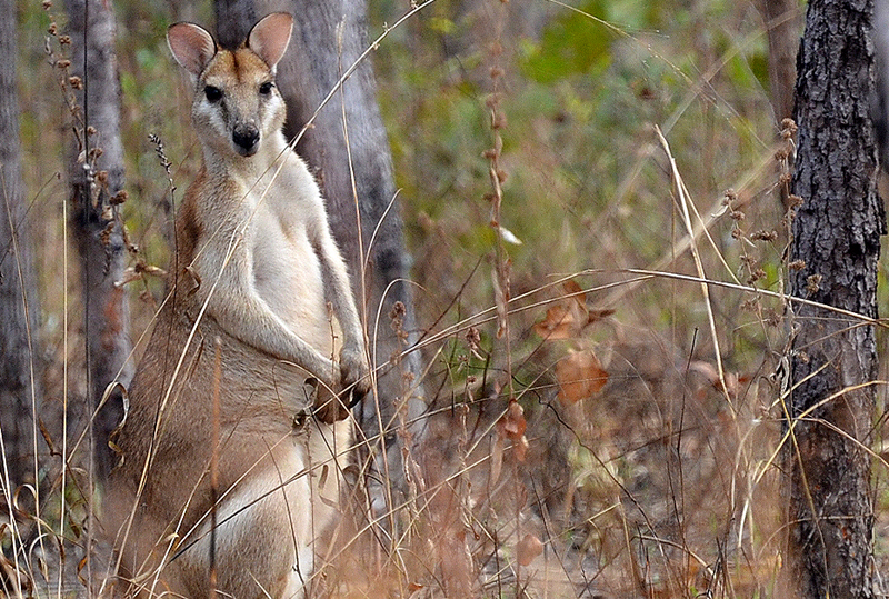 Wallaby, Agile (general)
