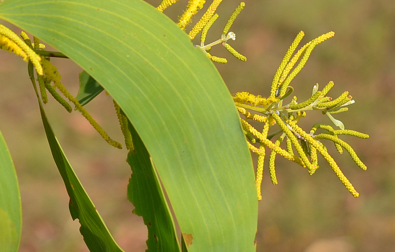 Wattle, River