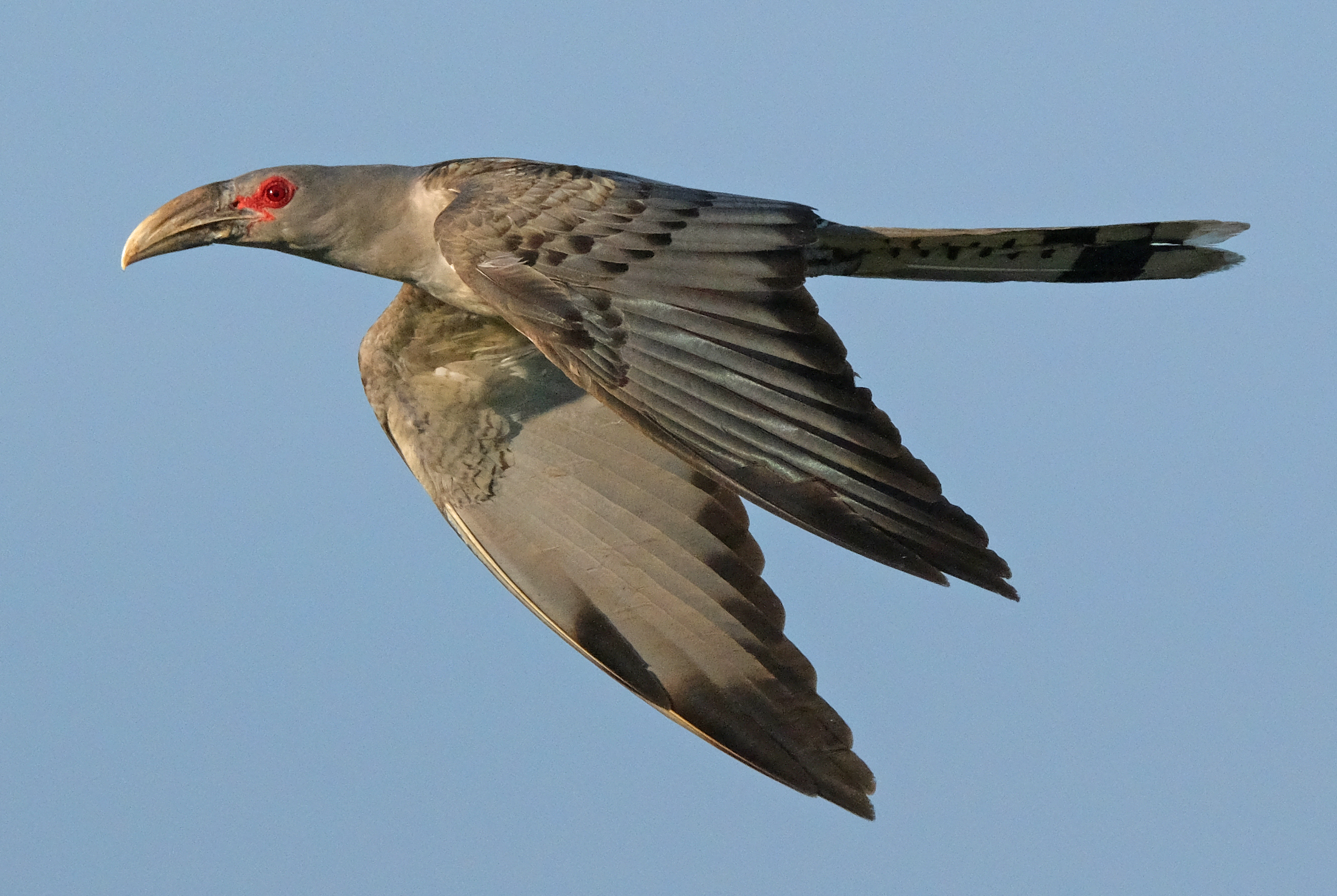Cuckoo, Channel-billed