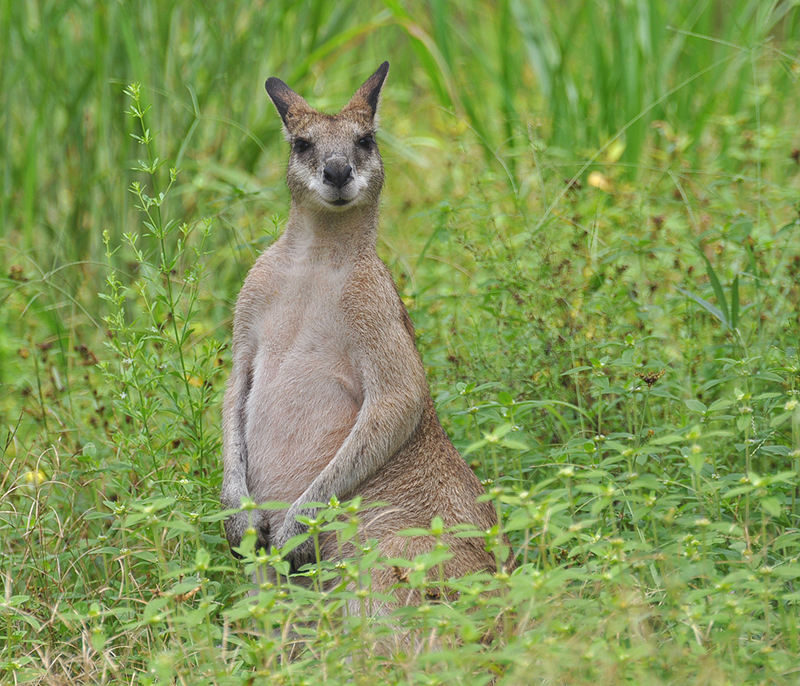 Wallaby, Agile (young male)
