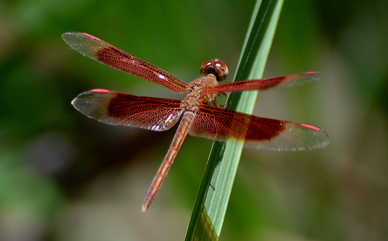 Dragonfly (general)