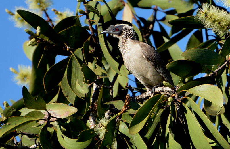 Paperbark, Broad-leaved