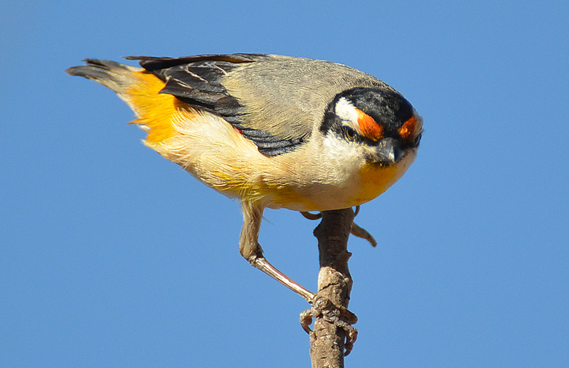 Pardalote, Red-browed