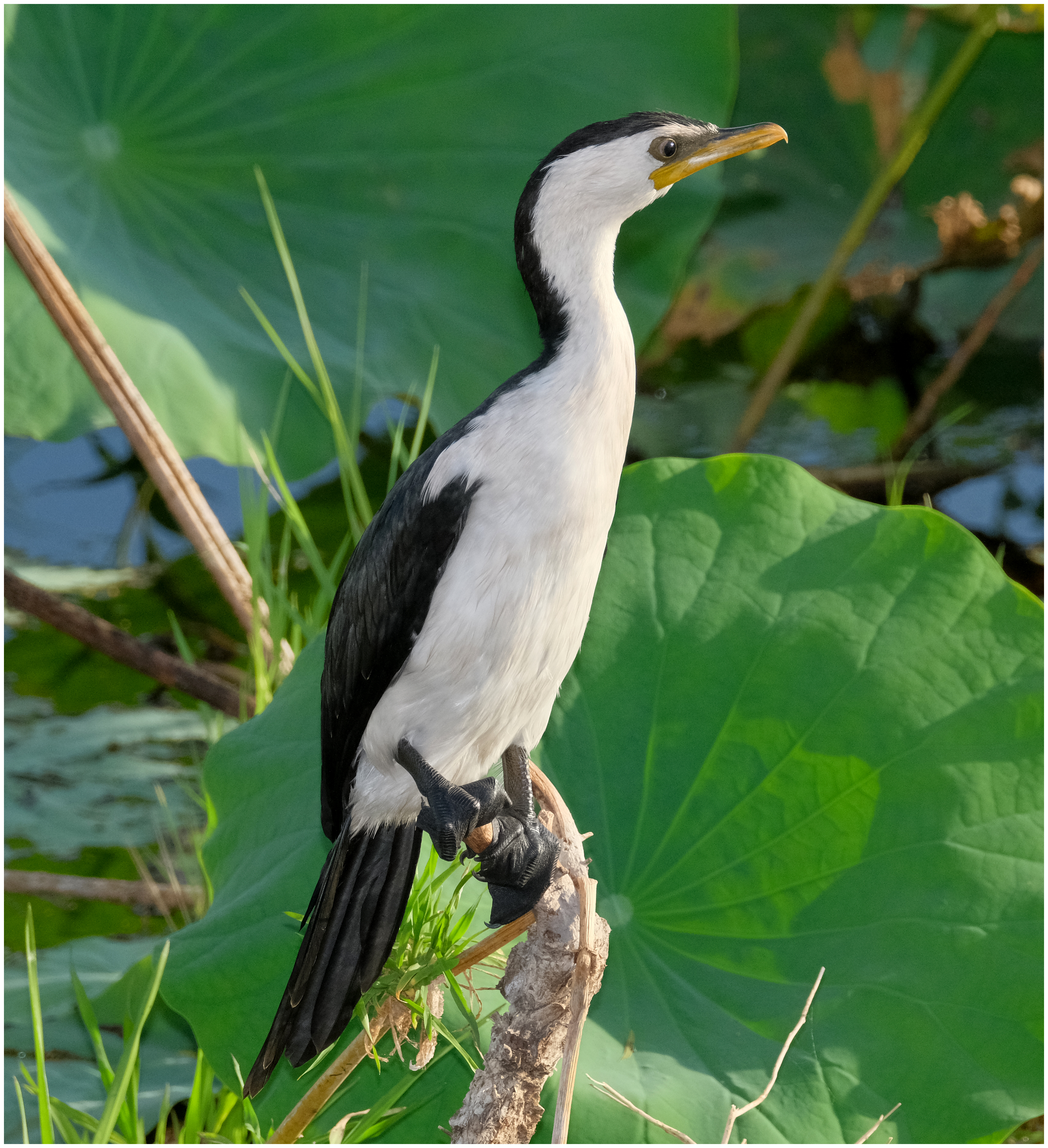 Cormorant, Little Pied