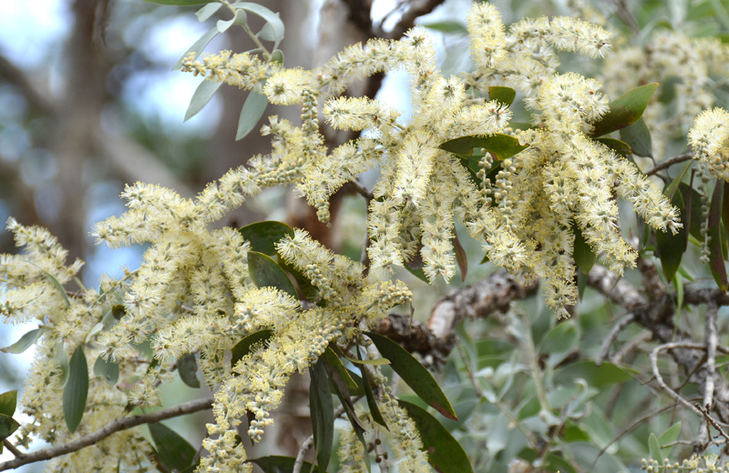 Paperbark, Blue-leaved