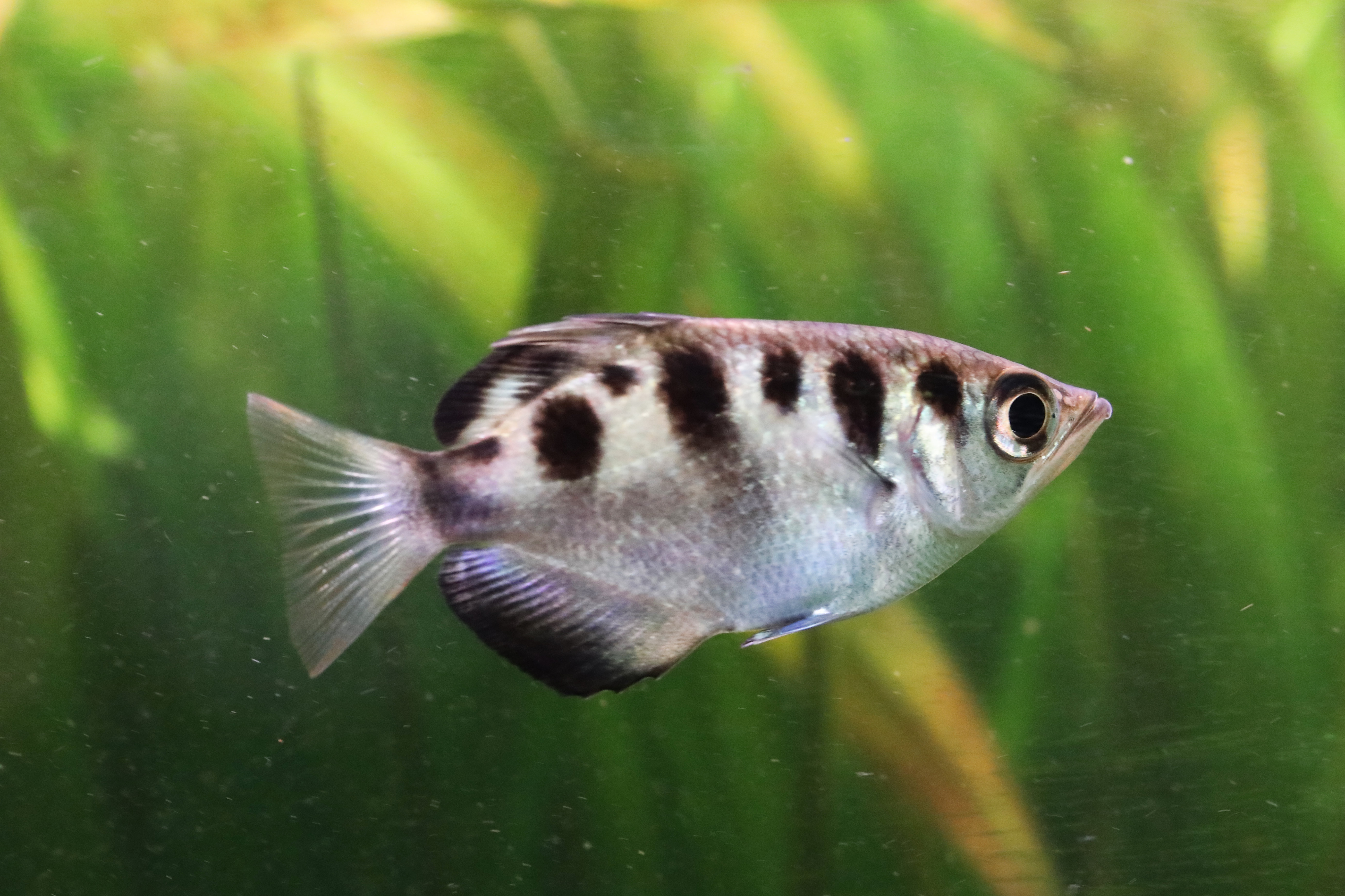 Archerfish