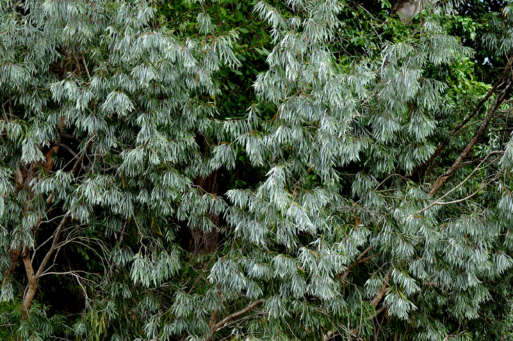 Paperbark, Silver-leaved