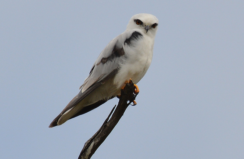 Kite, Black-shouldered