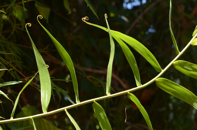 Bamboo Vine