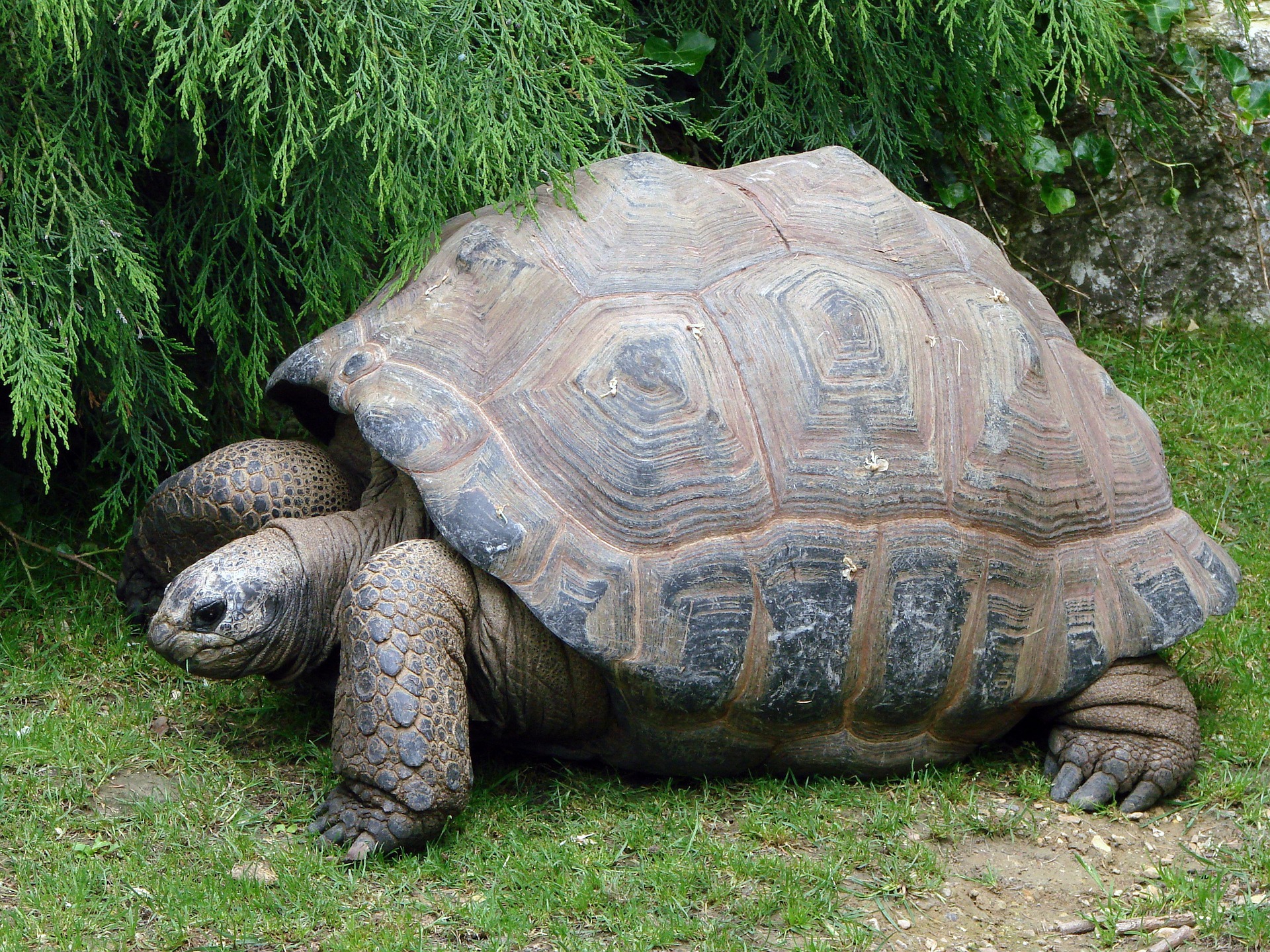 Tortoise, small