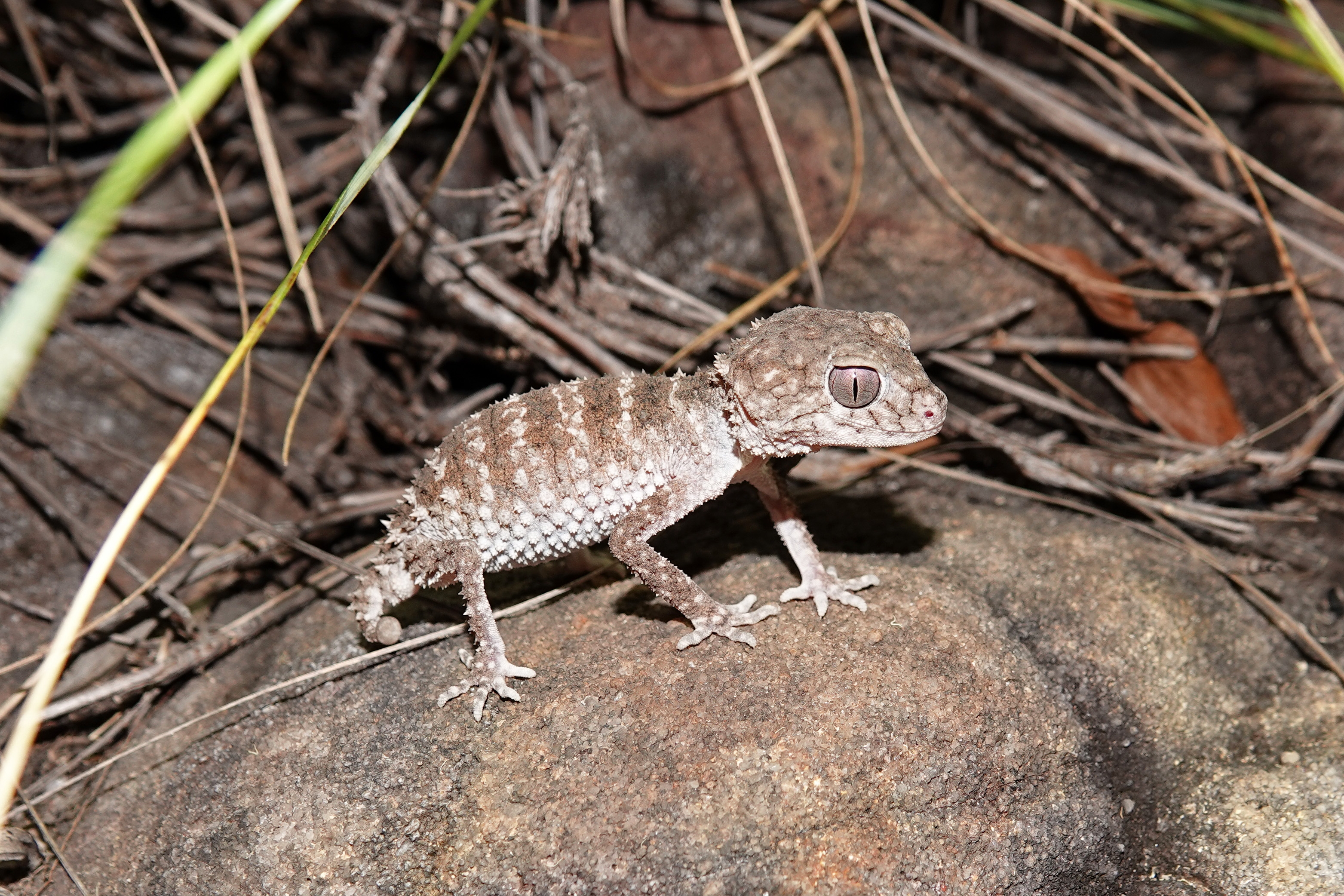 Gecko, Northern Knob-tailed