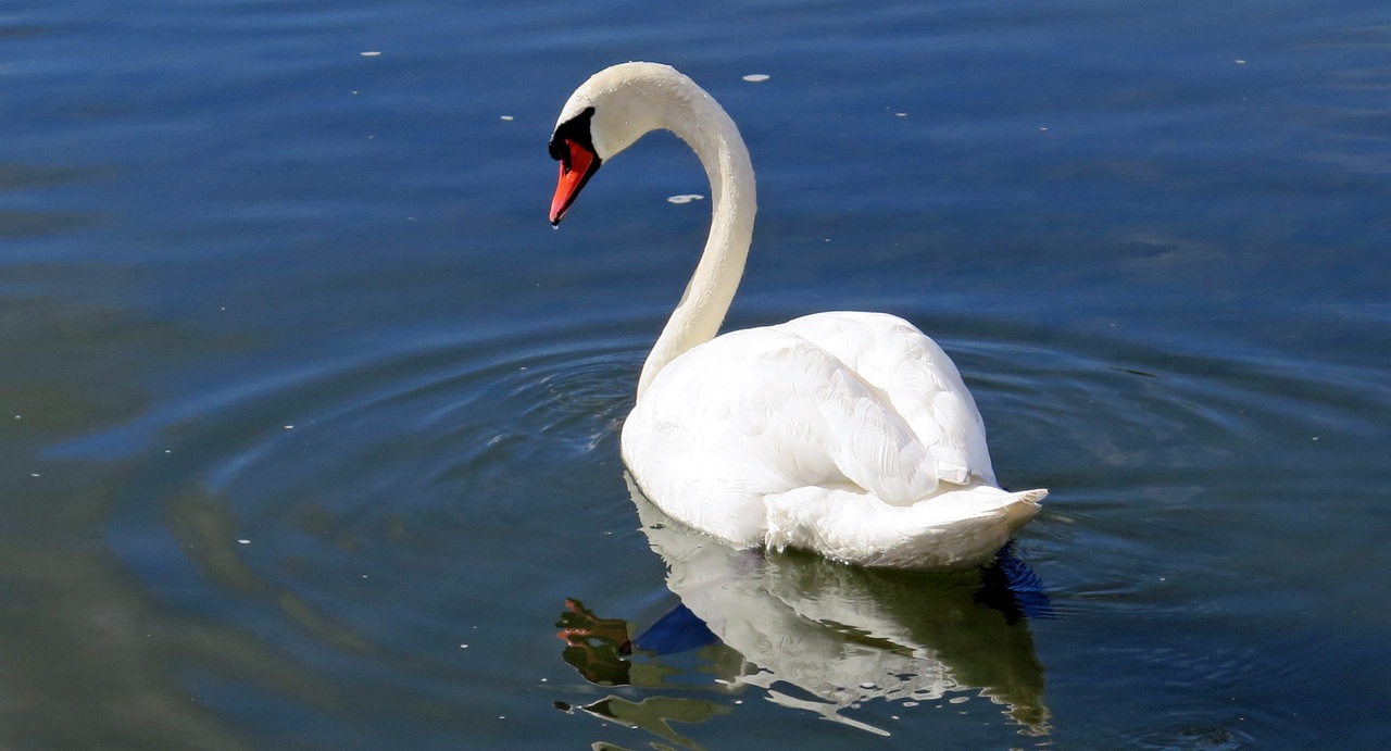 Swan