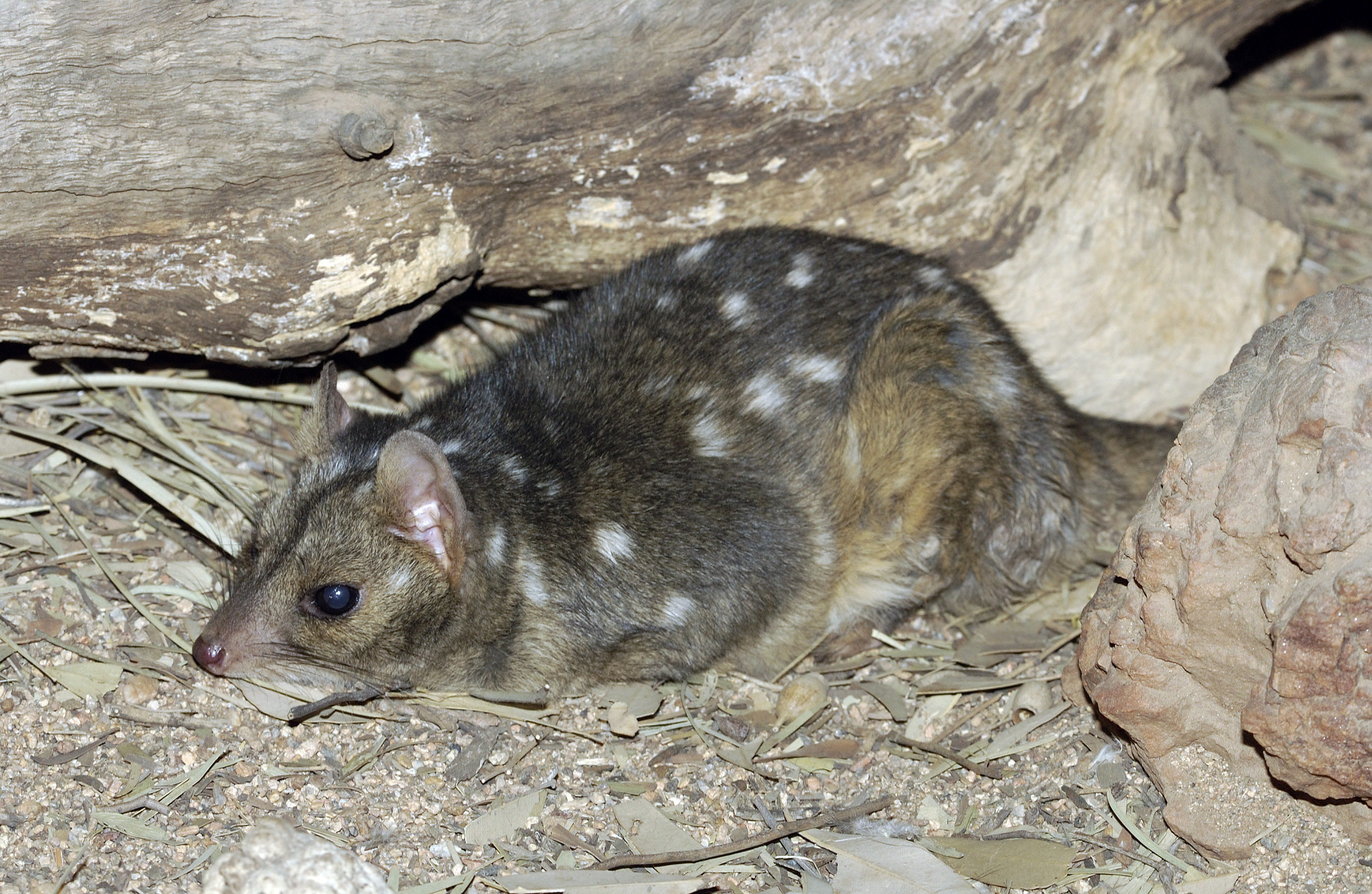 Quoll