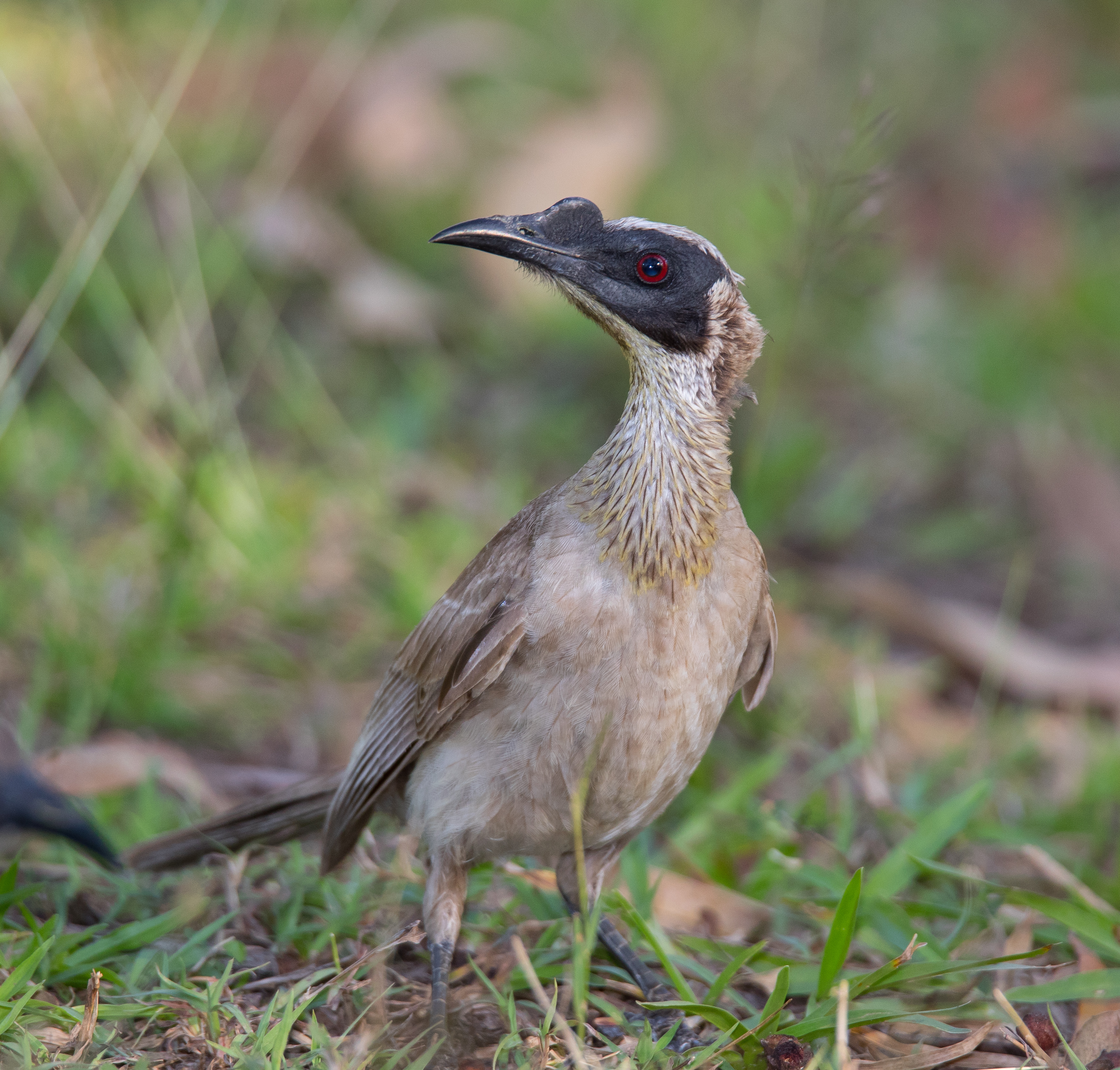 Friarbird, Silver-crowned