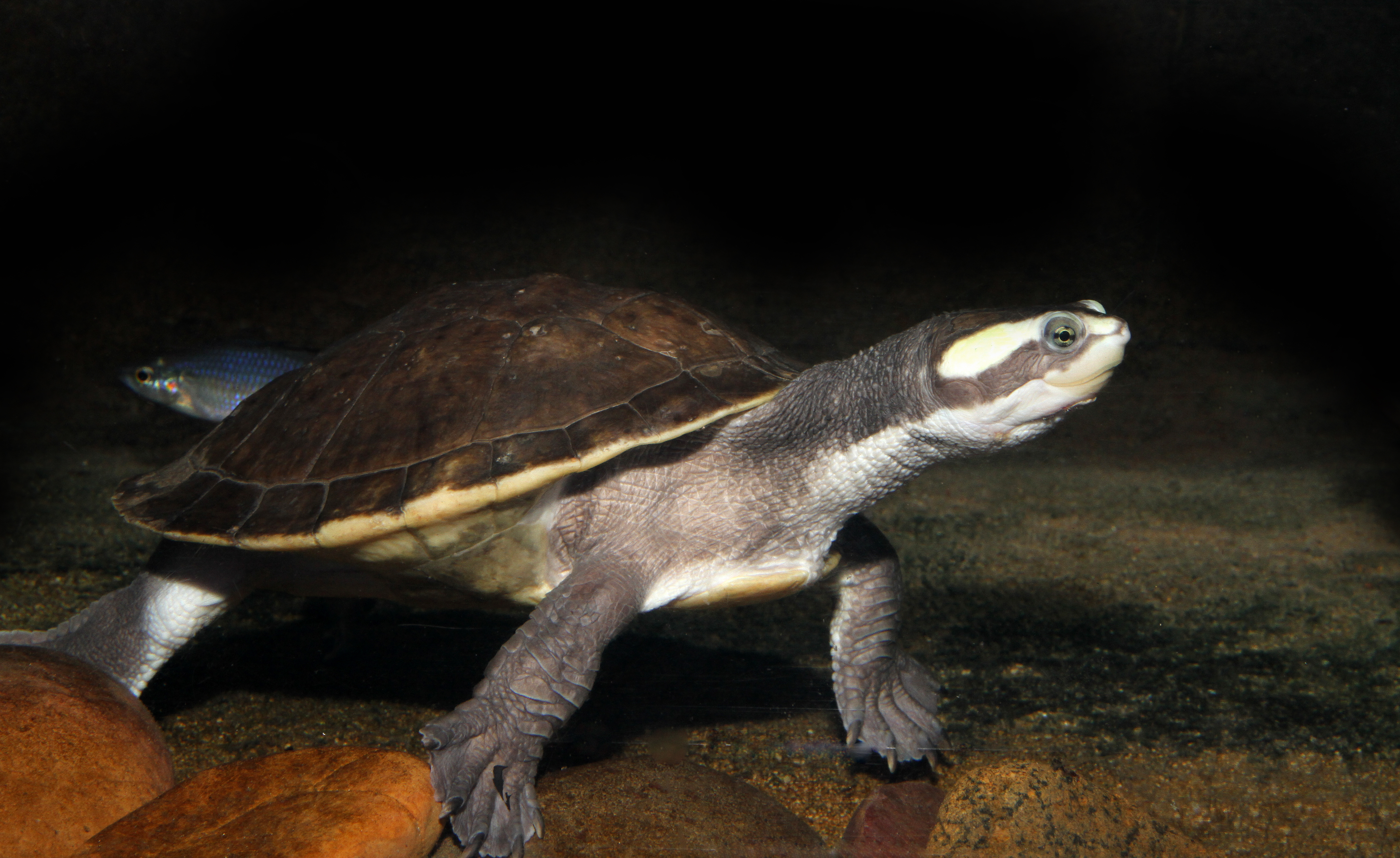 Turtle, Northern Yellow-faced