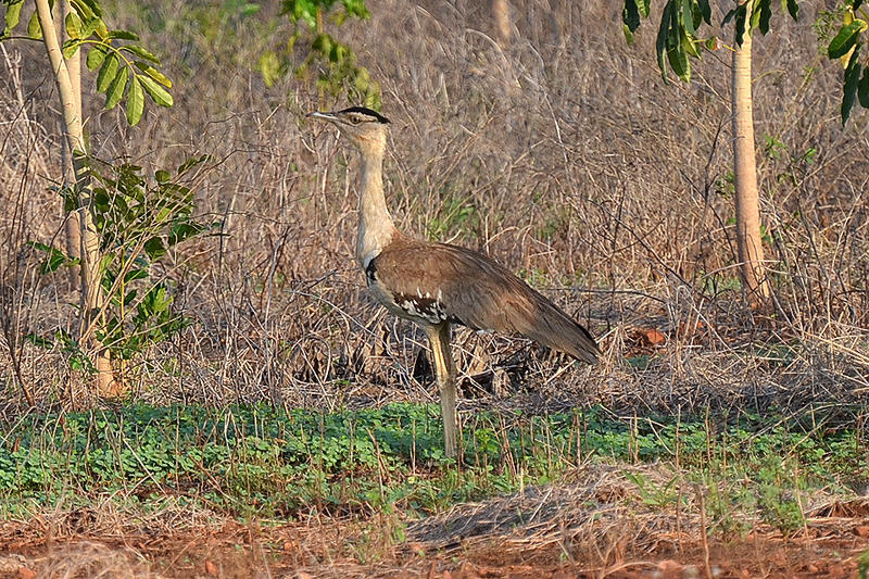 Bush Turkey