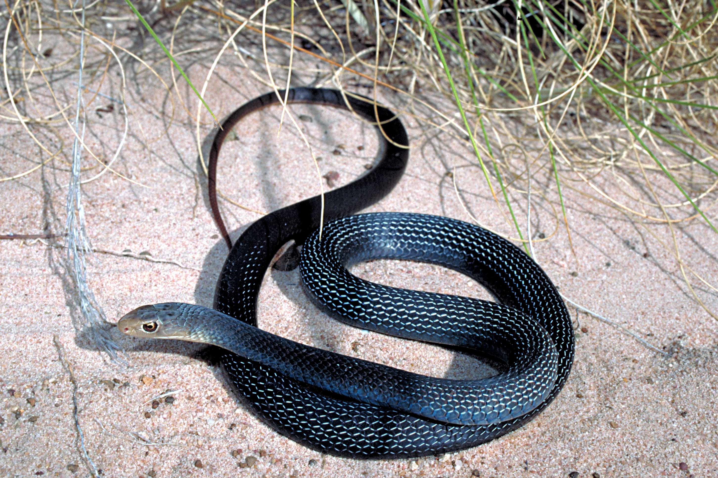 Snake, Black Whip