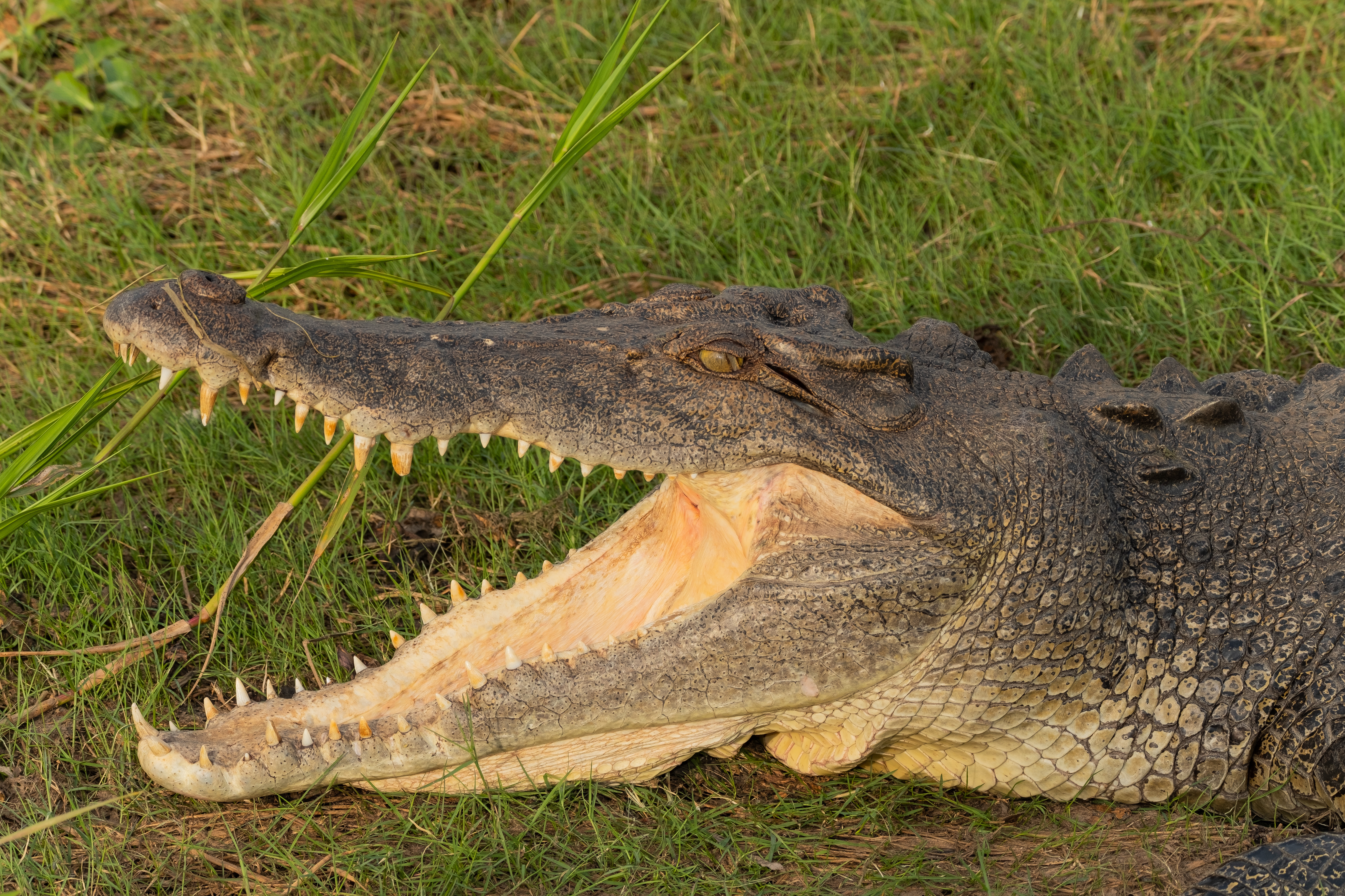 Crocodile, Saltwater