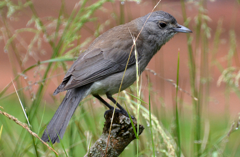 Shrike-thrush, Grey