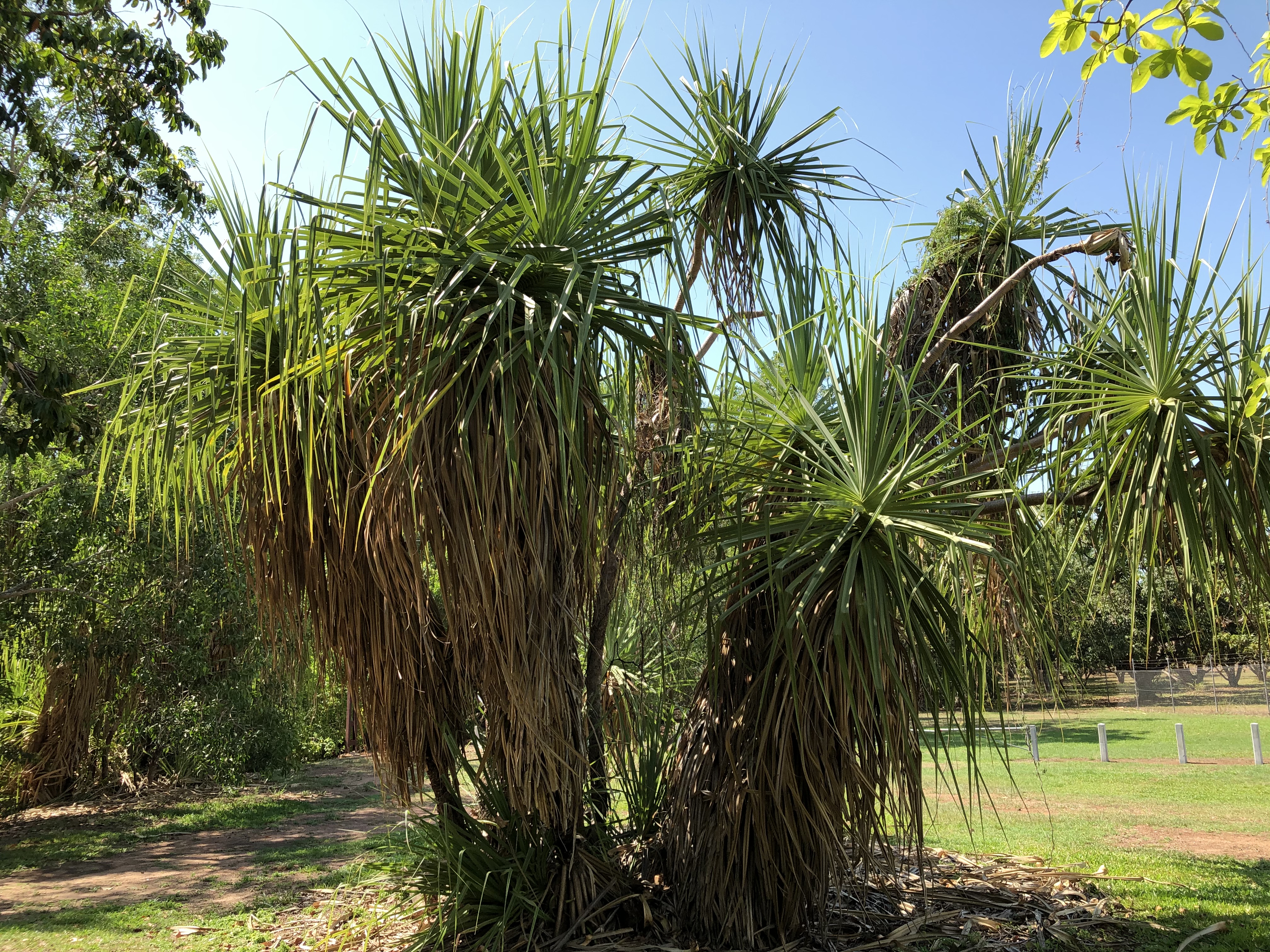 Pandanus