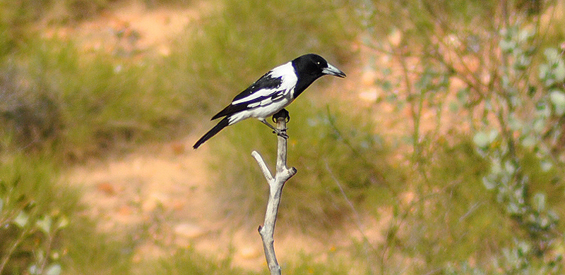 Butcherbird, Pied