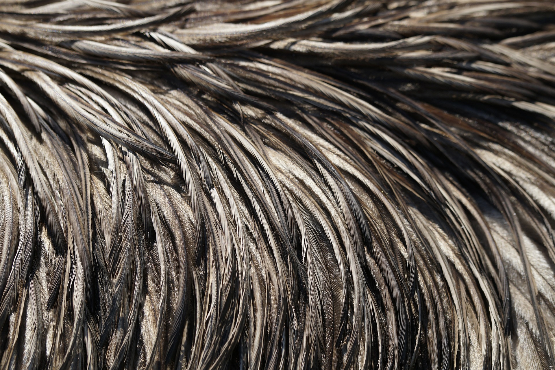 Emu feathers