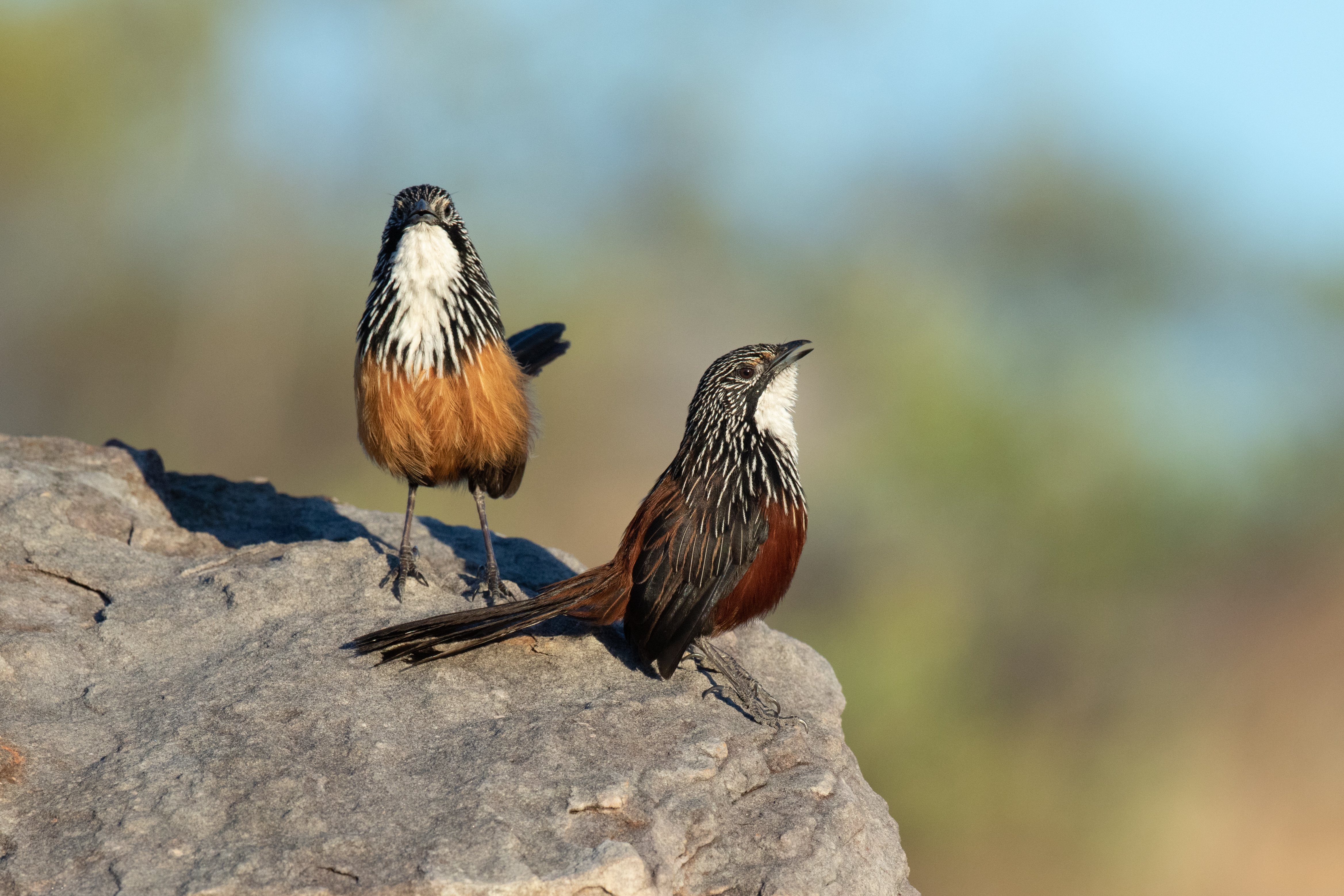Grasswren, White-throated