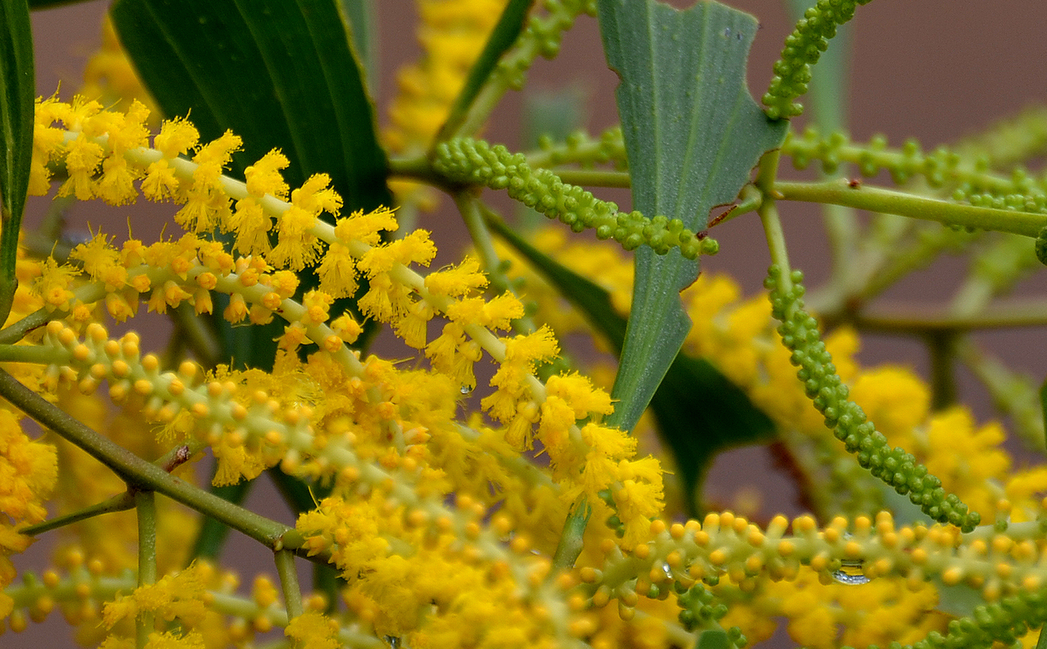 Wattle, Black