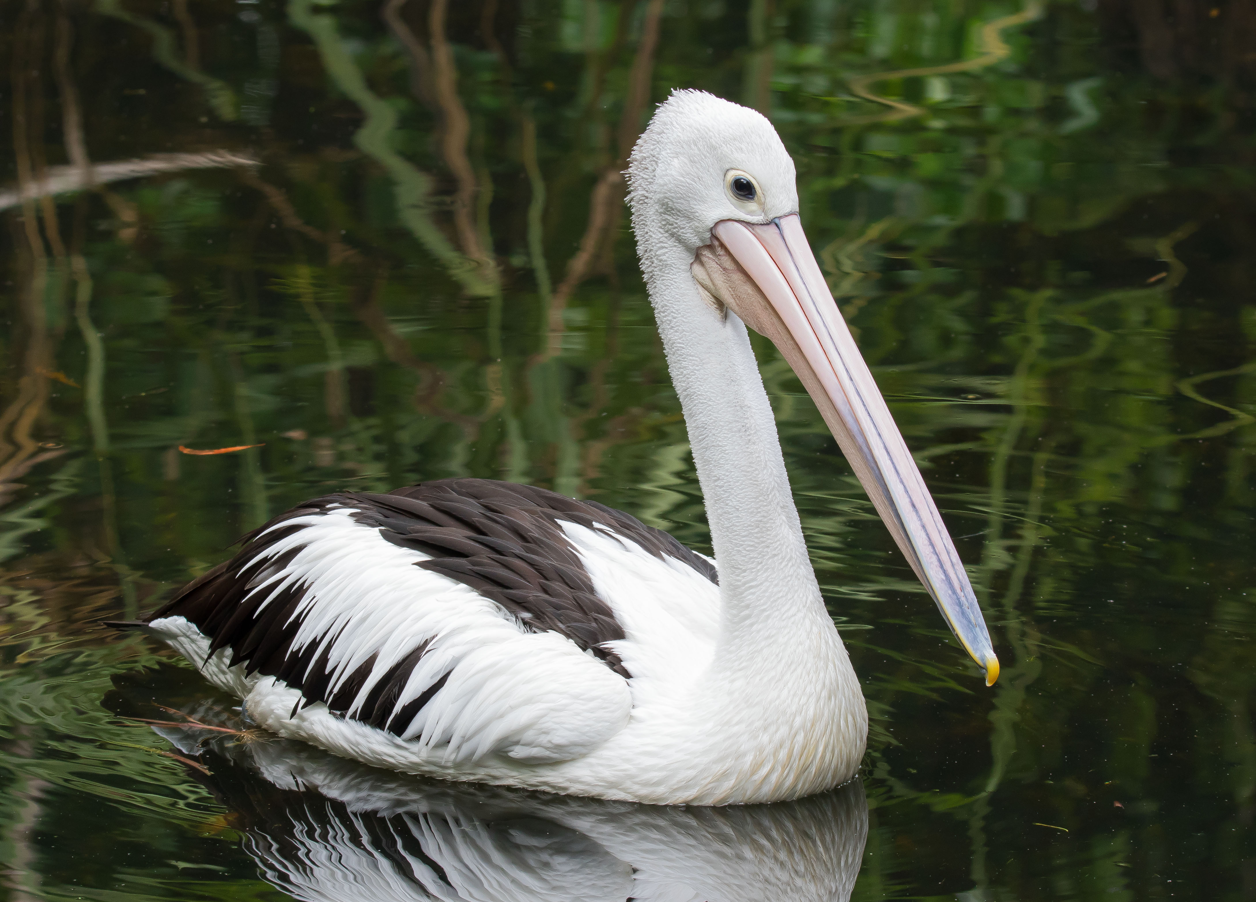 Pelican