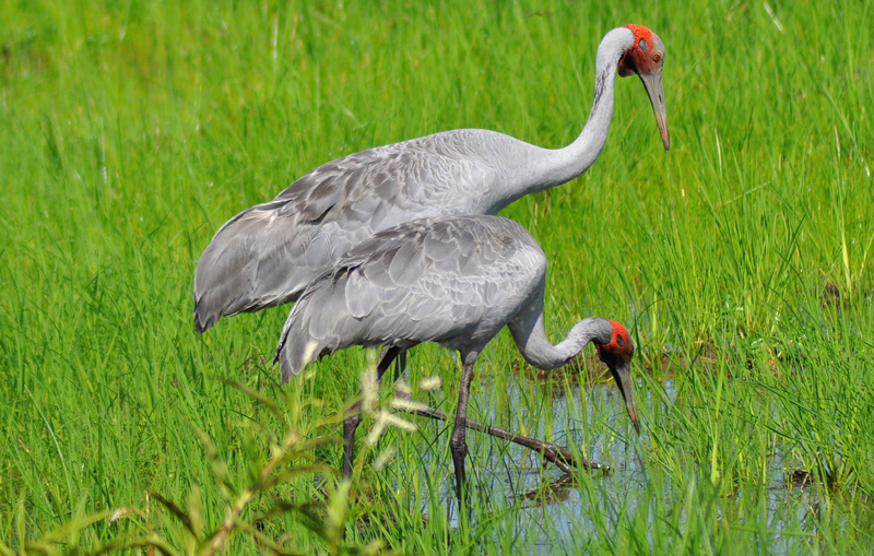 Brolga