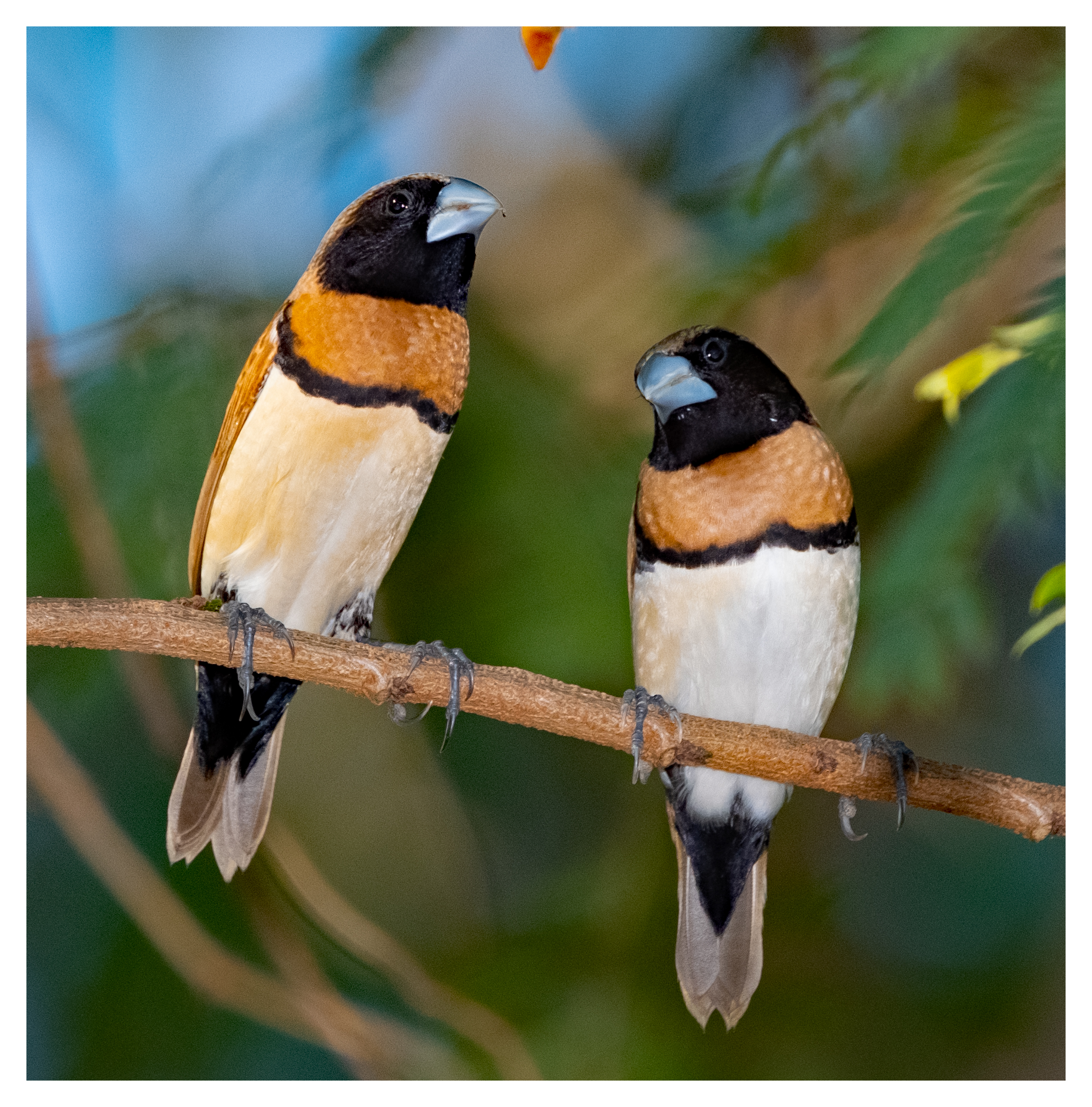 Mannikin, Chestnut-breasted