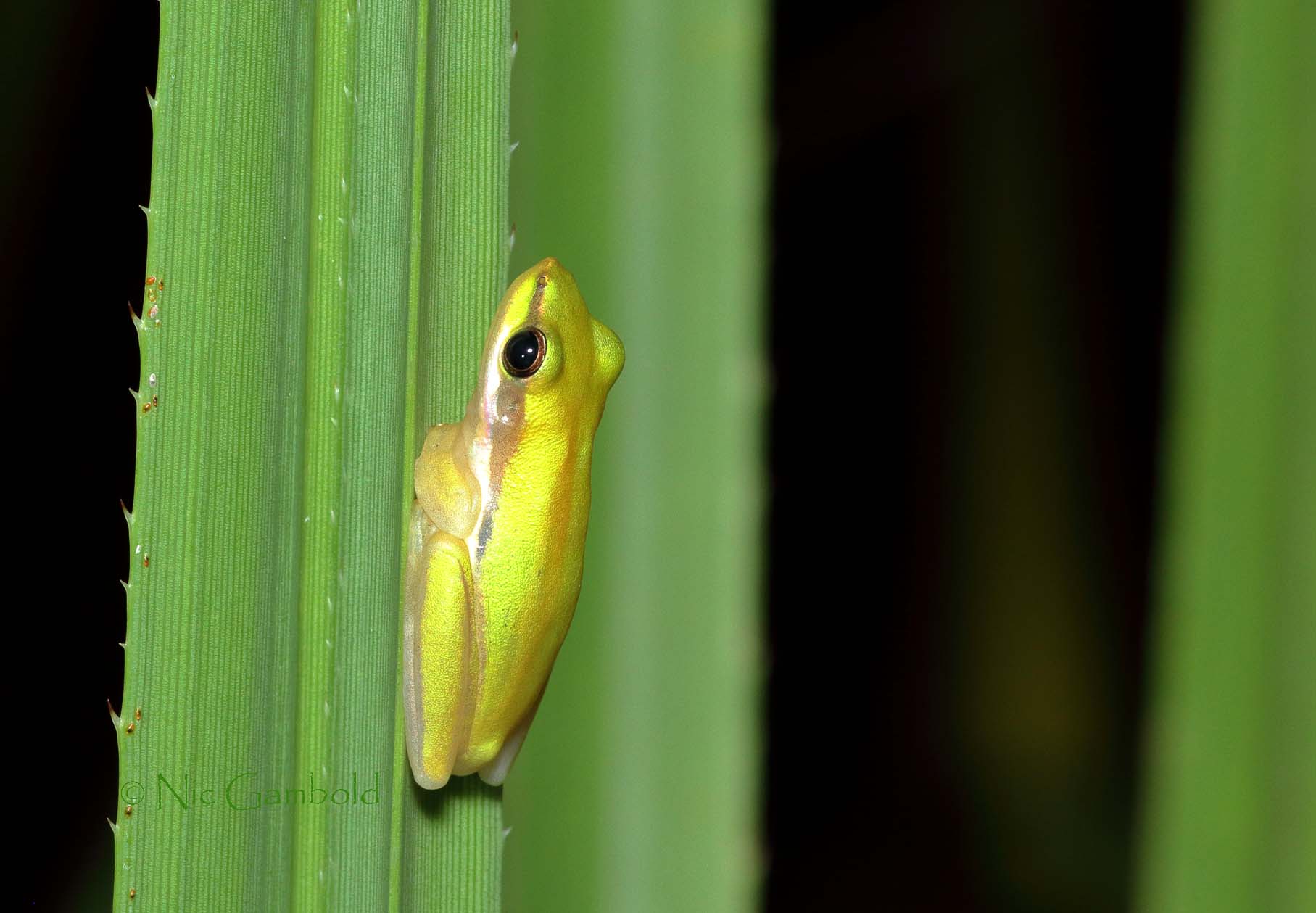 Frog, Northern Dwarf Tree