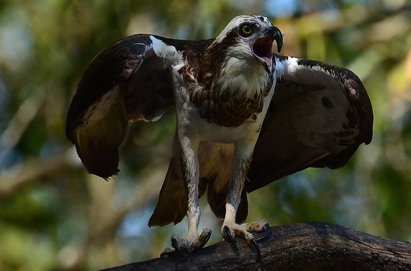 Osprey