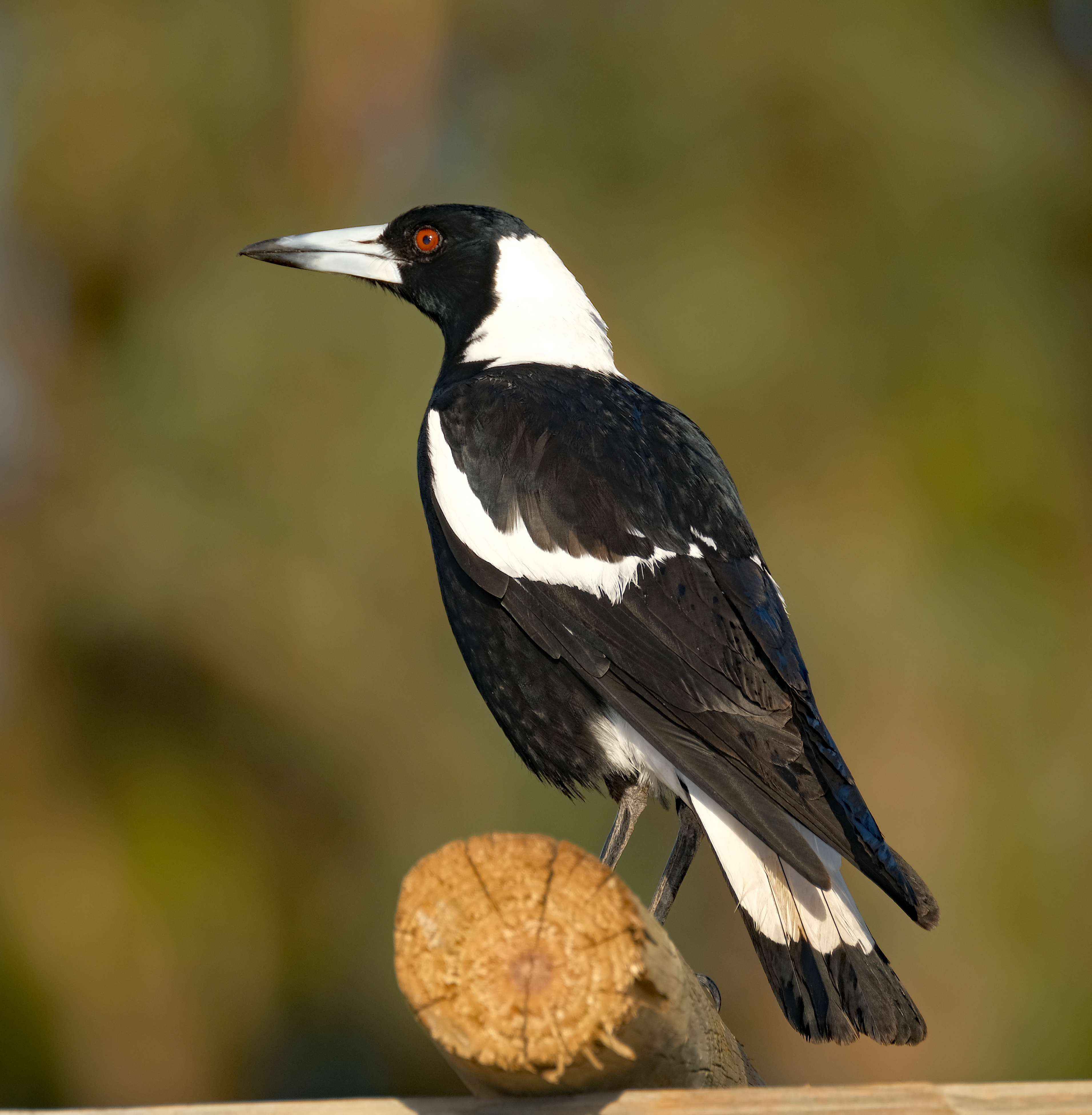 Magpie
