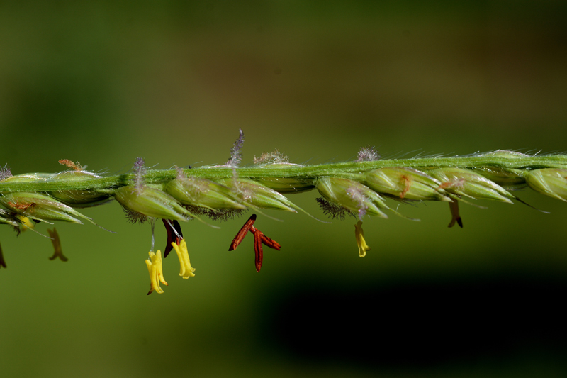 Grass, Cockatoo