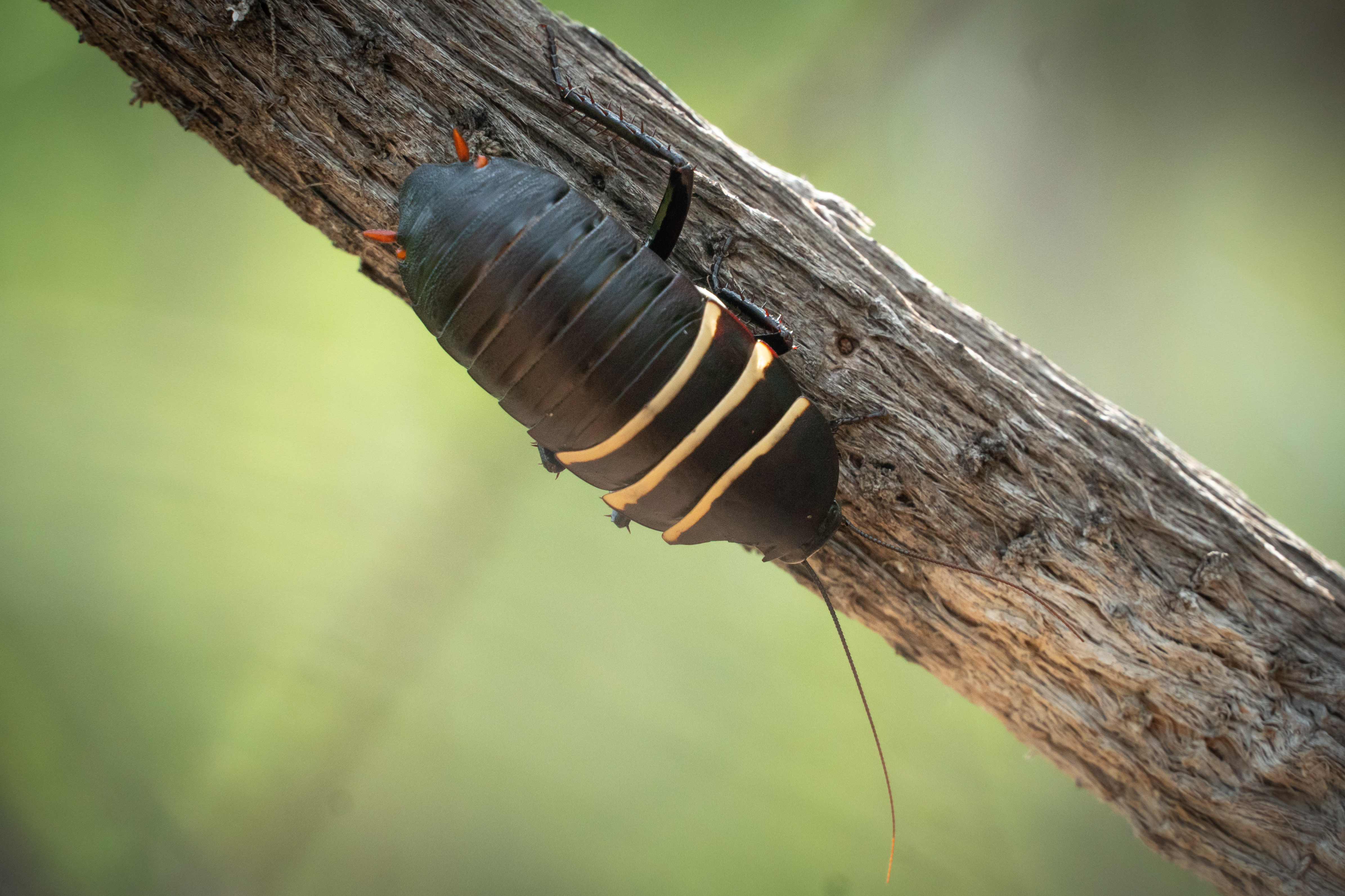 Bush Cockroach