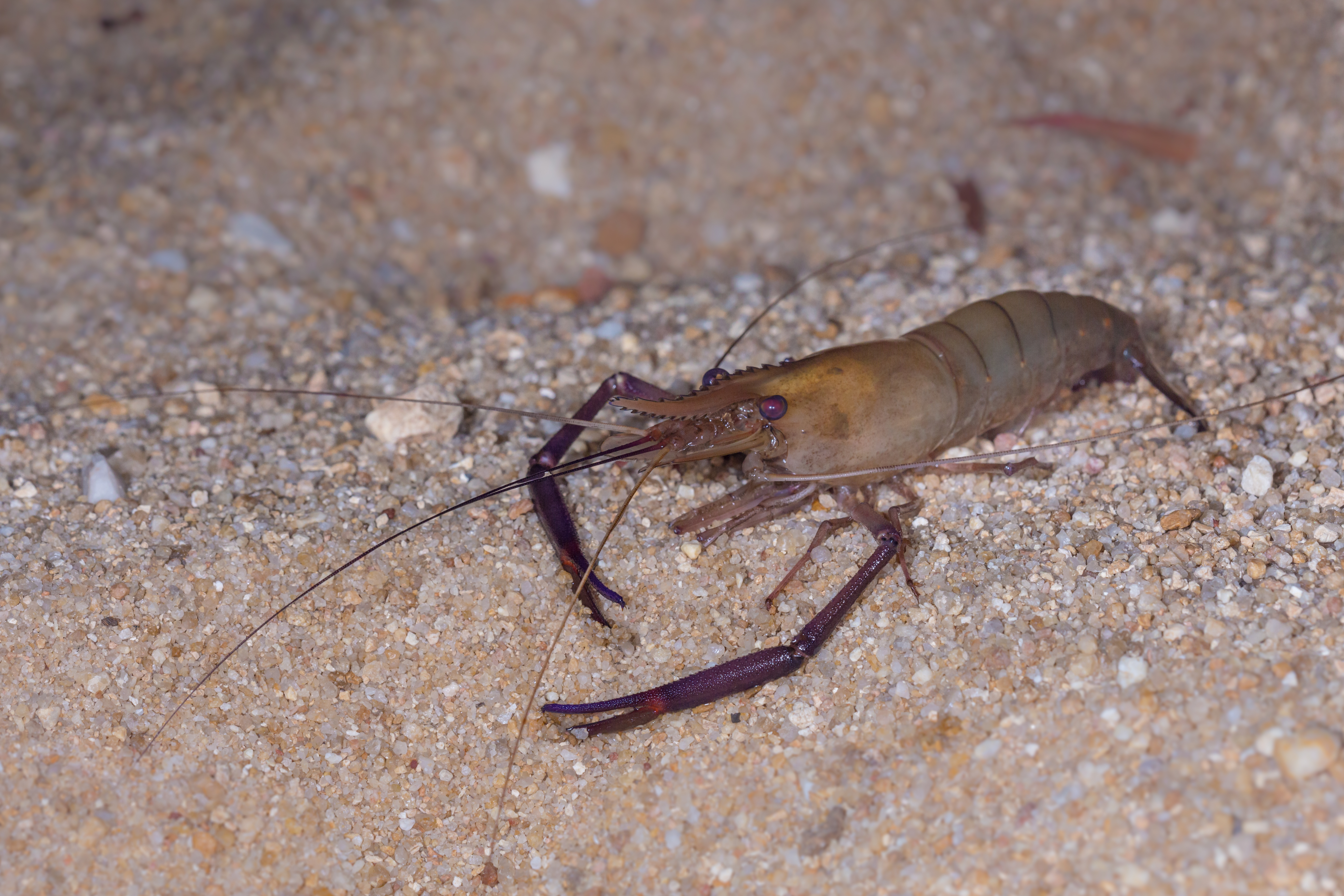 Prawn, Freshwater