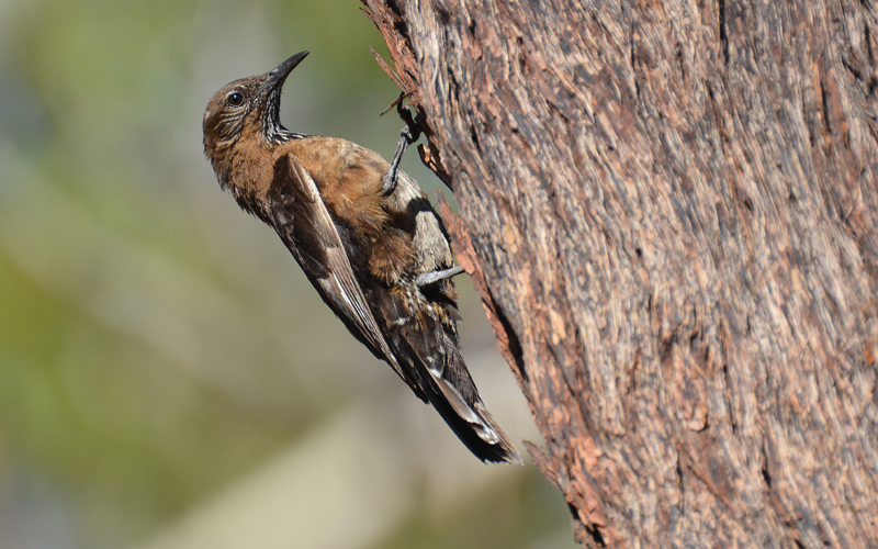 Treecreeper, Black-tailed