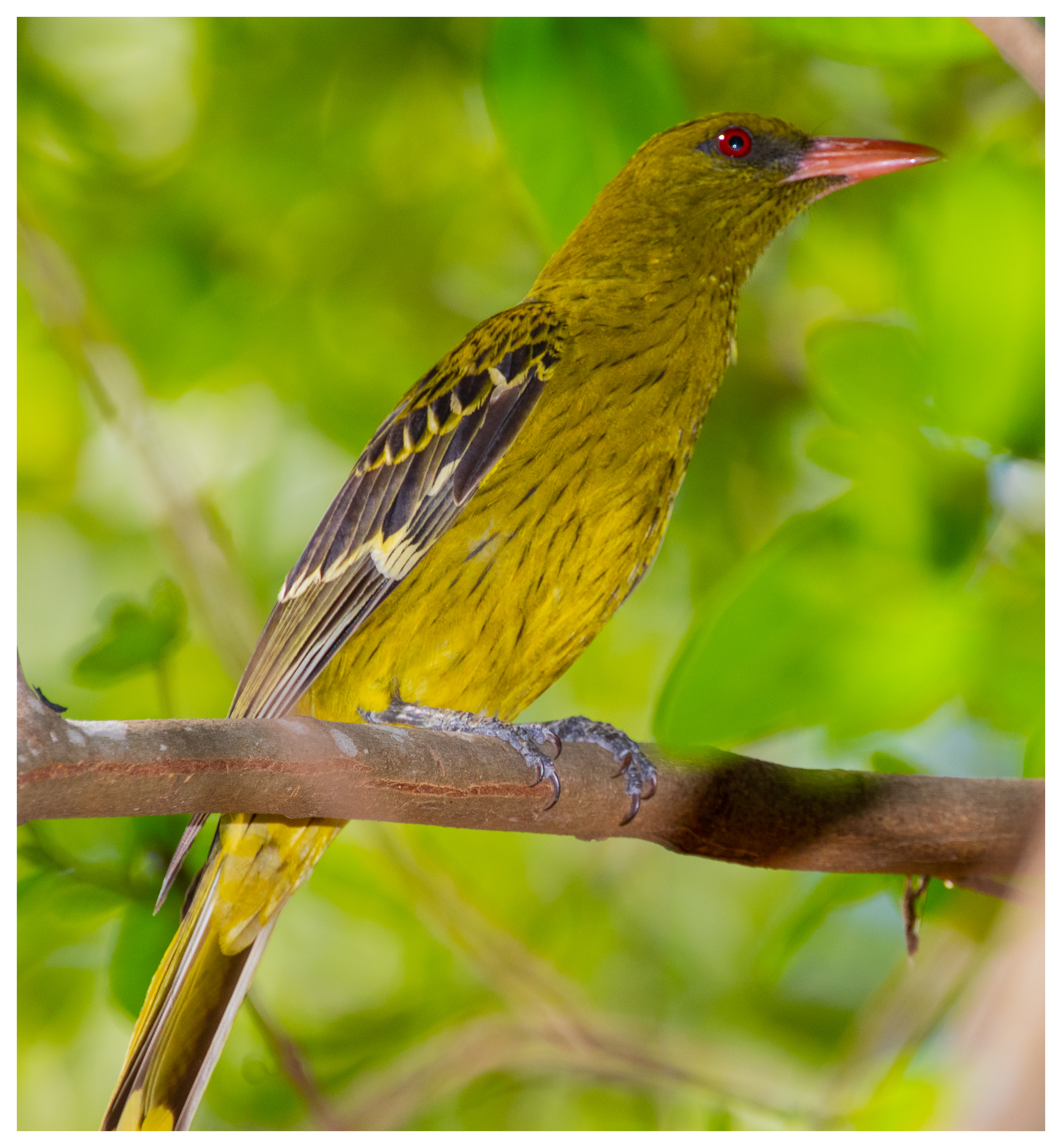 Yellow Oriole