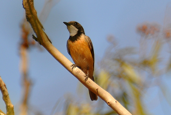 Rufous Whistler