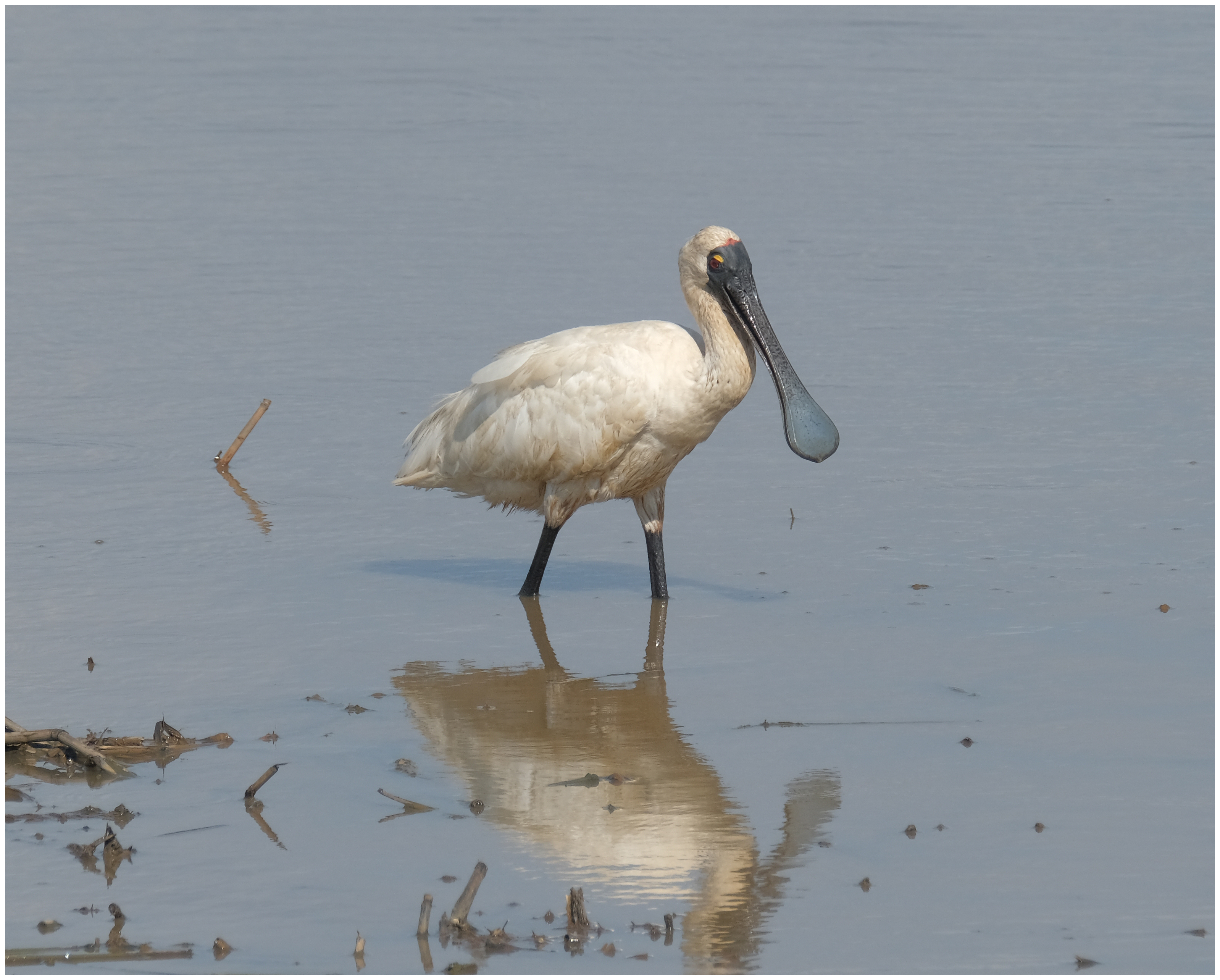 Spoonbill