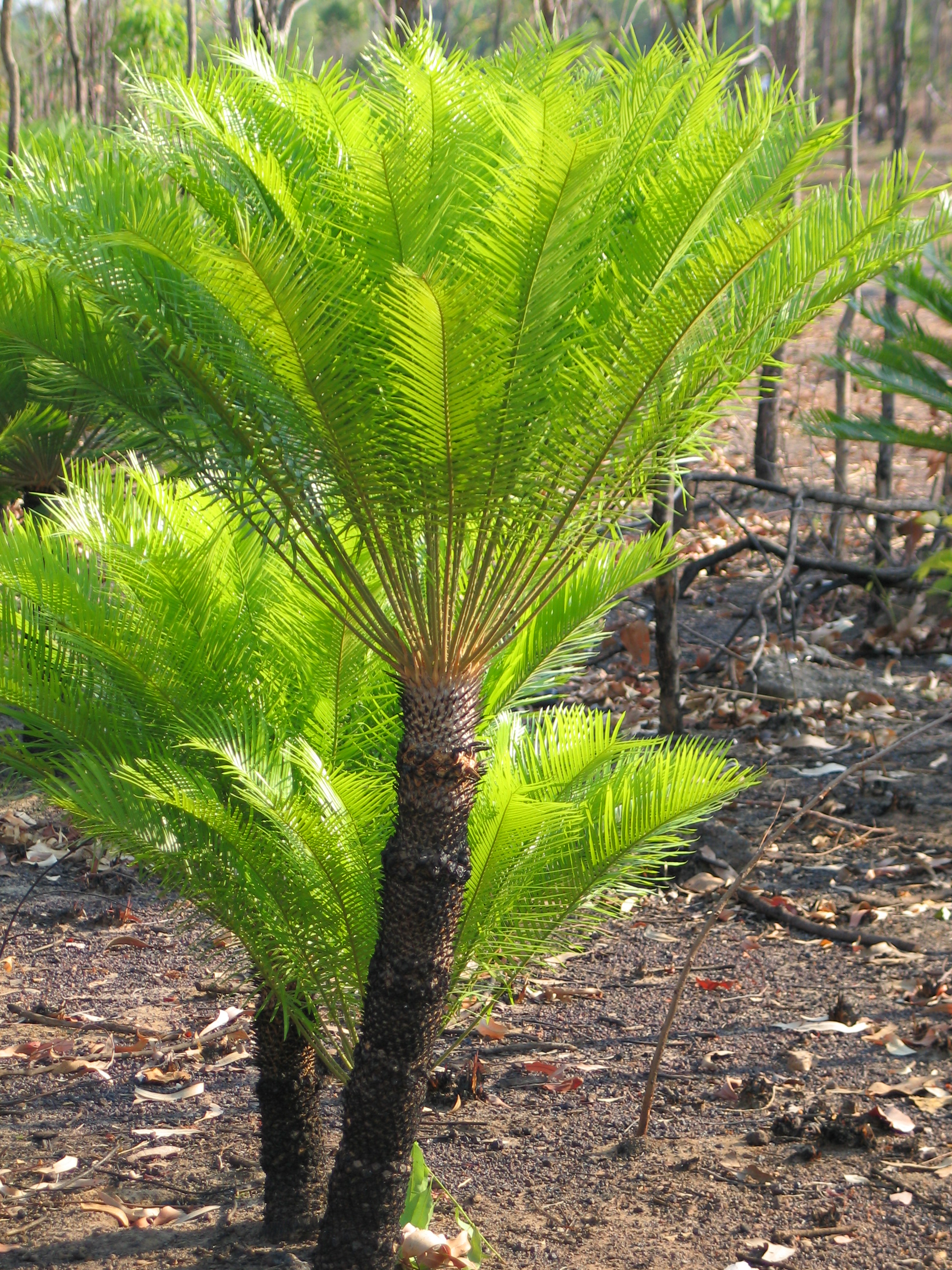 Cycad