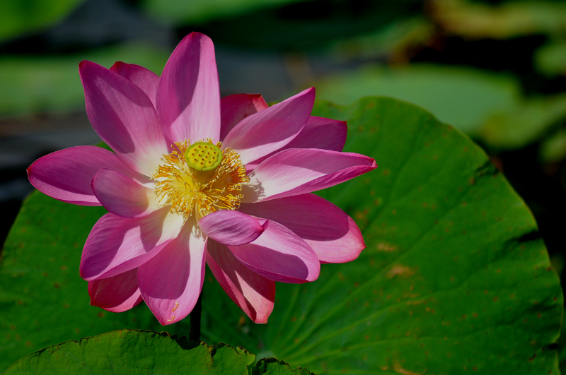 Water Lily, Red